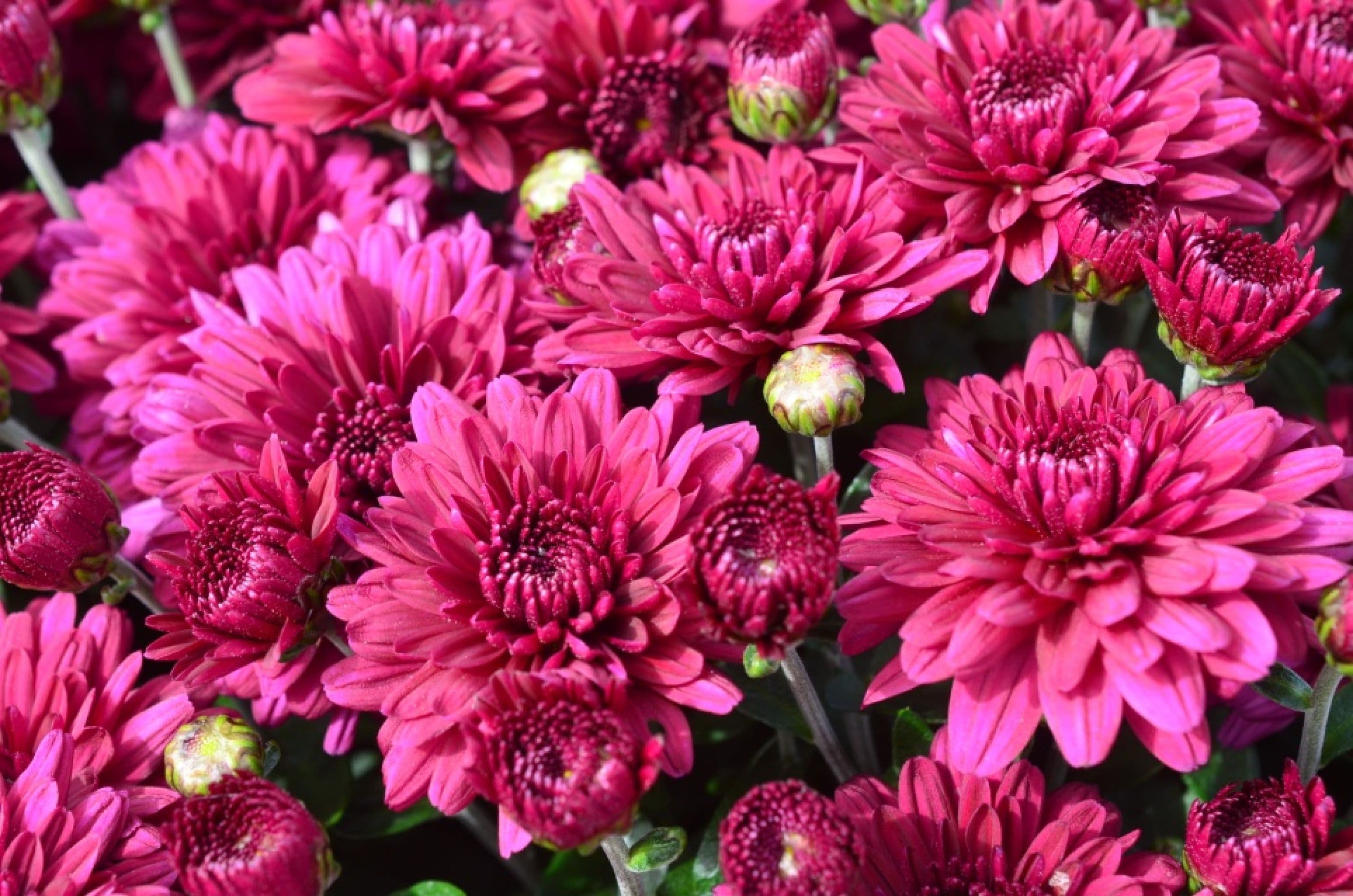 Mum Purple