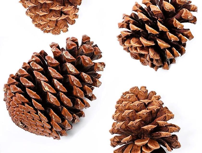 Pine Cone Jeffrey Loose