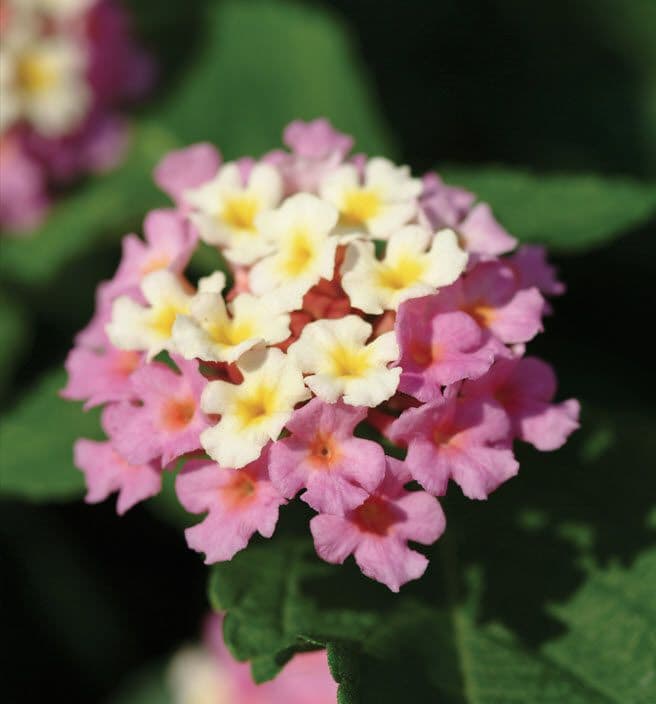 Lantana Landmark Rose Glow