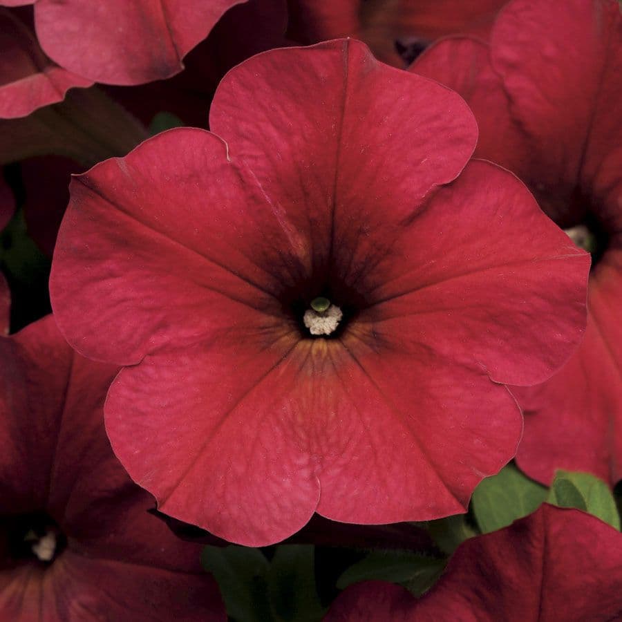 Petunia Easy Wave Velour Berry