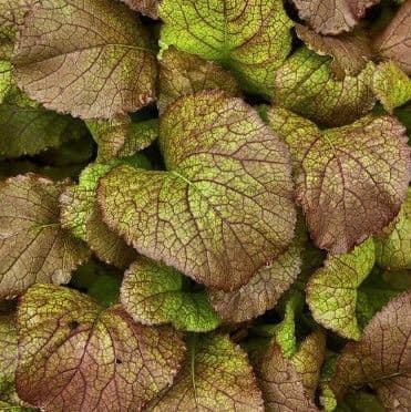Mustard Red Giant