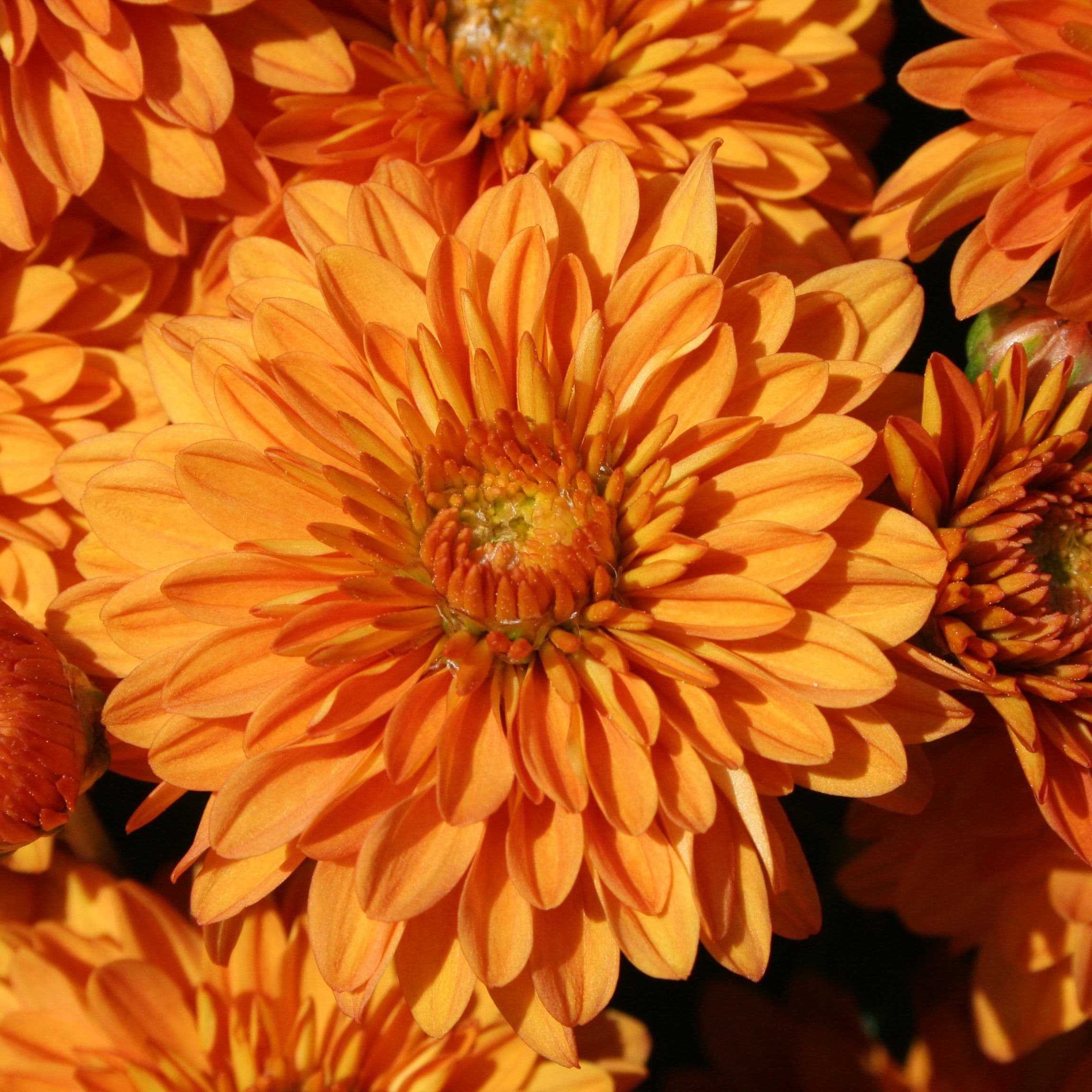 Mum Orange