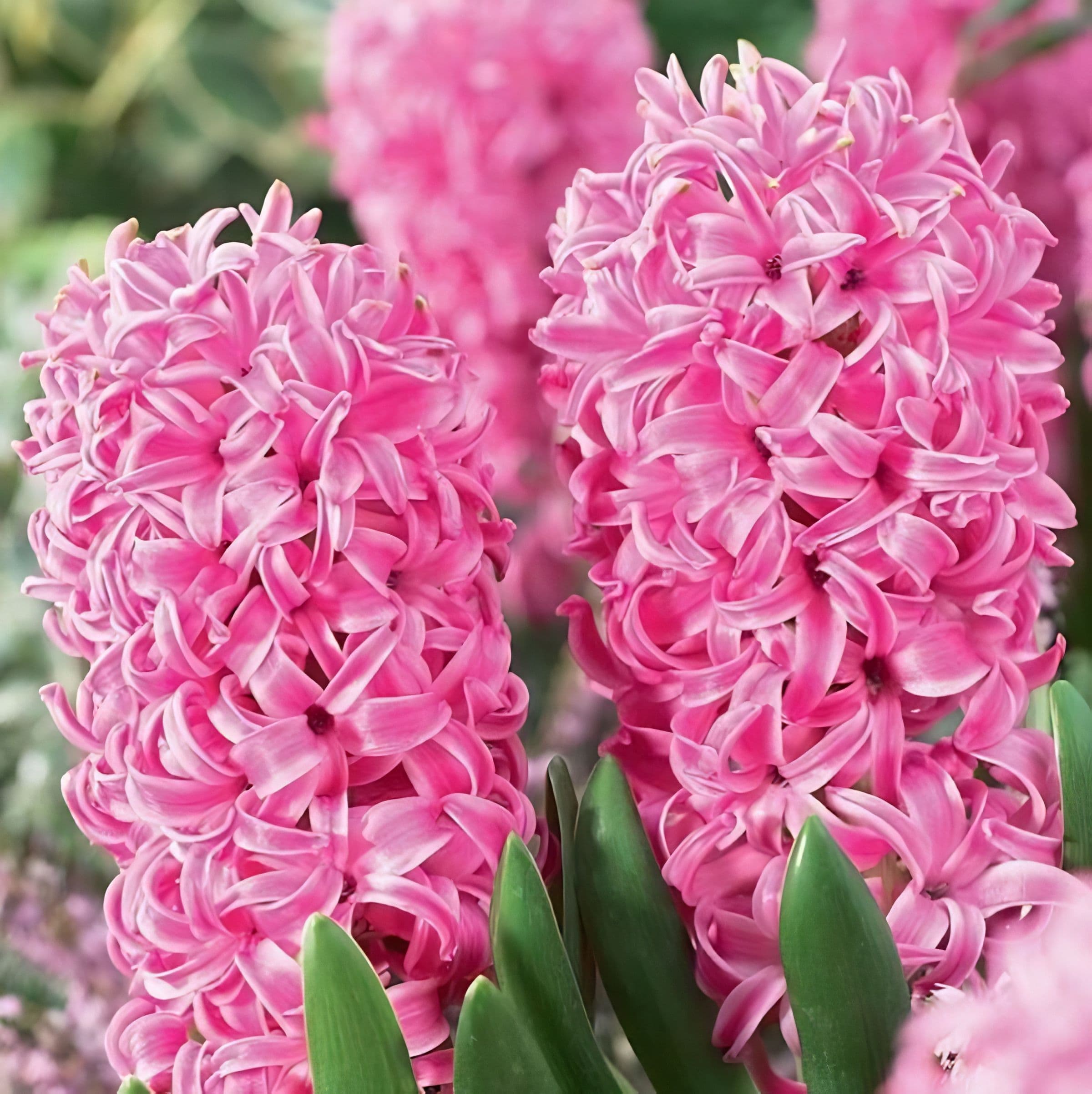 Hyacinth Pink 4 Bulbs/Pot