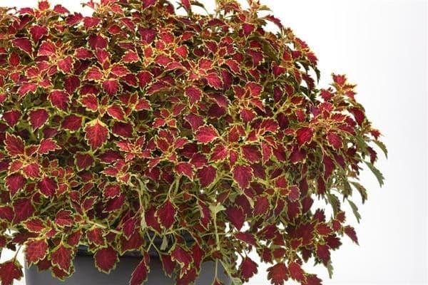 Coleus Trailblazer Road Trip