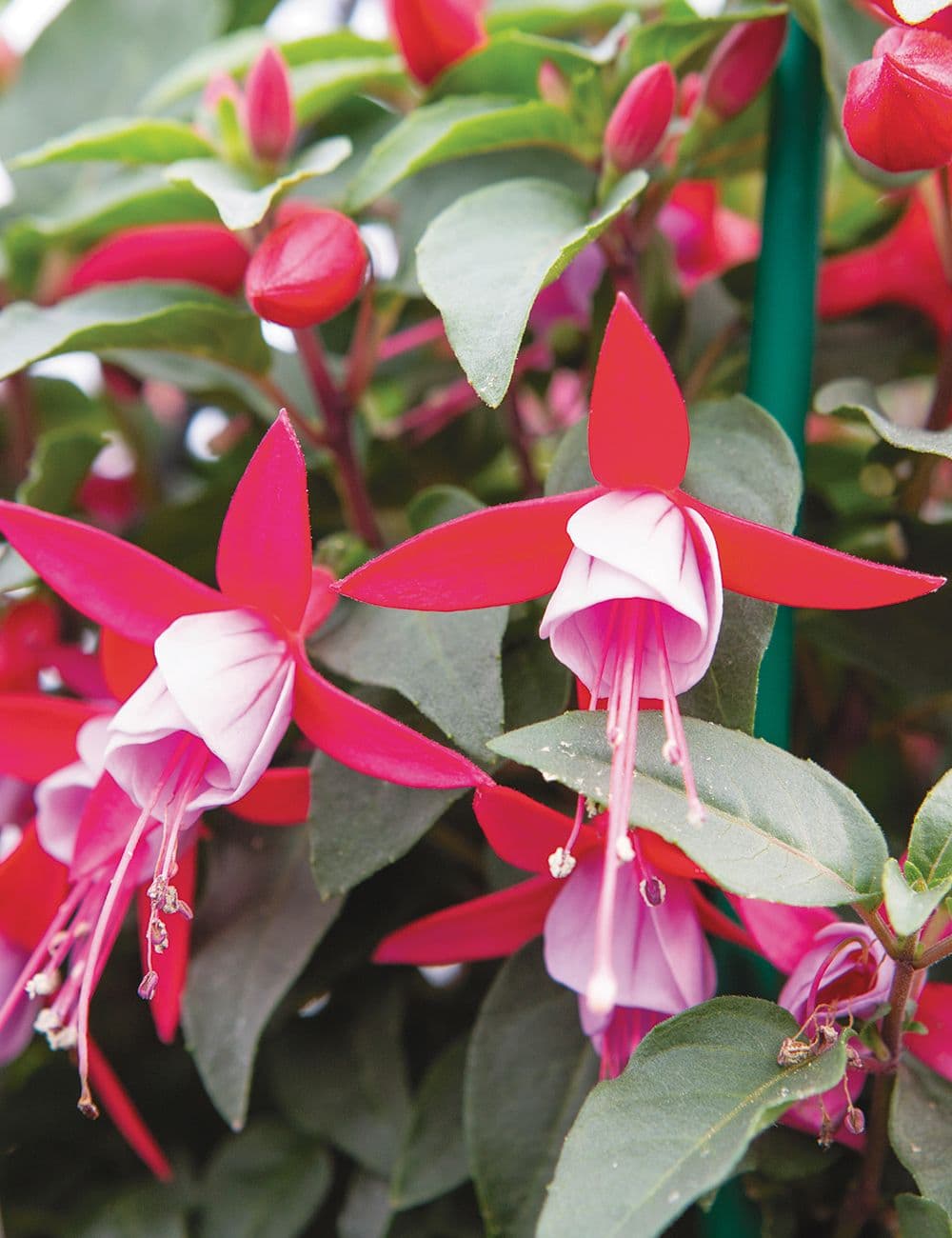 Fuchsia Bella Nikita