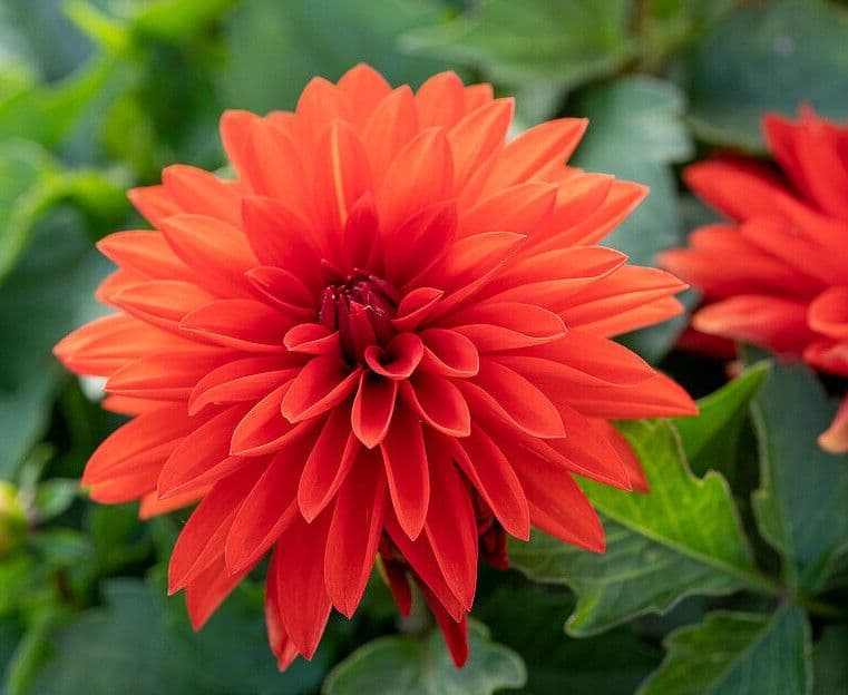 Dahlia Hypnotica Red