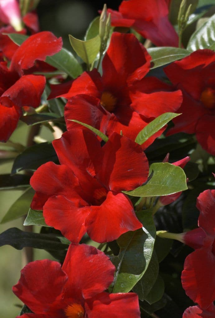 Mandevilla Teepee SunParasol Giant Crimson Red