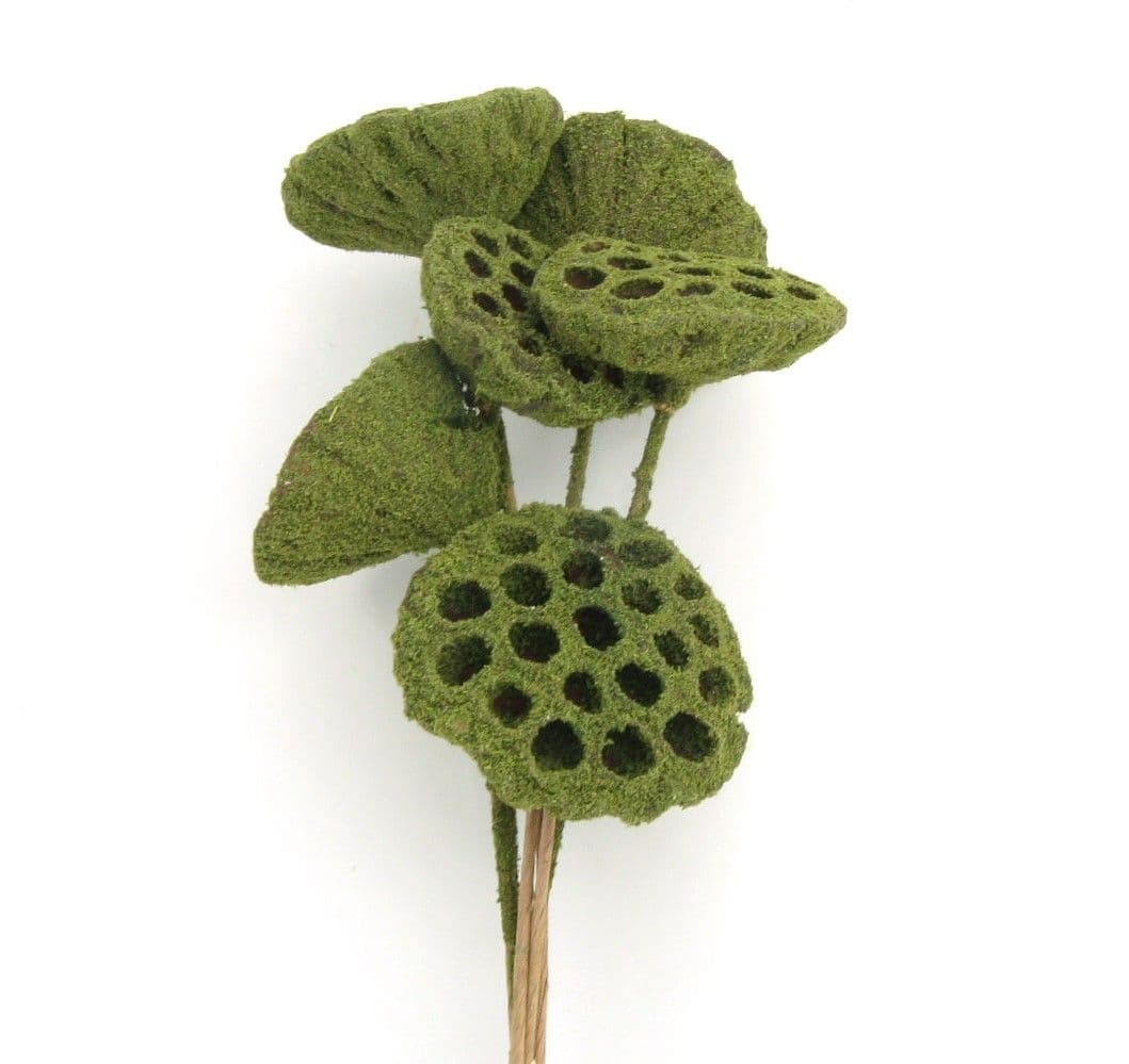 Lotus Pod Moss Covered