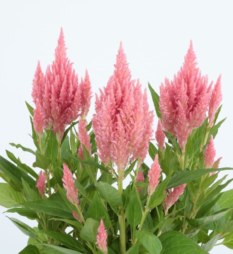 Celosia Flamma Pink