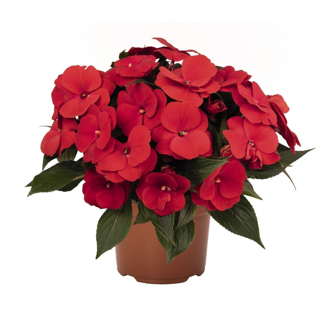 Impatiens NG Petticoat Red