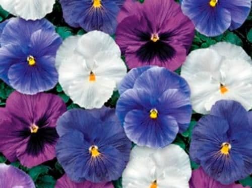 Pansy Delta Cool Water Mix