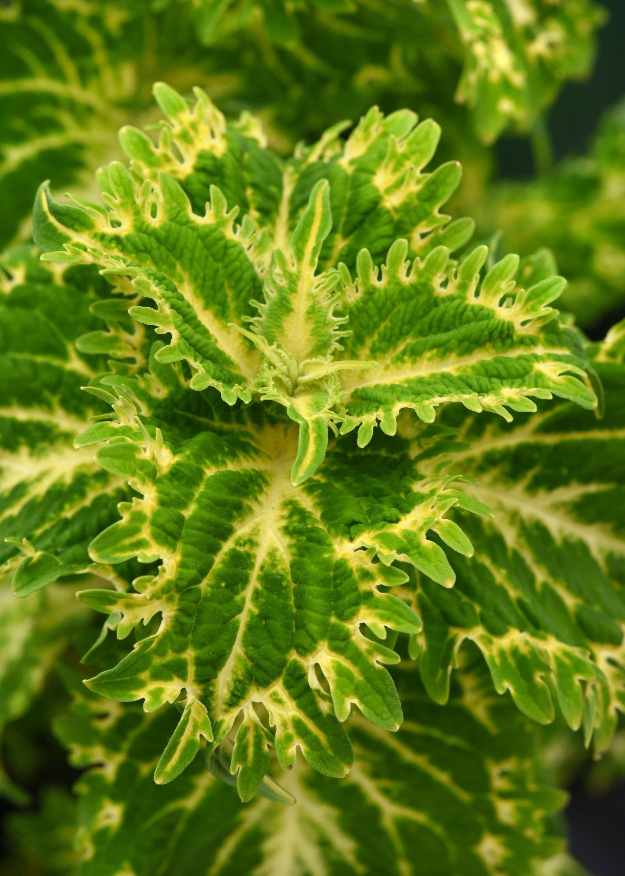Coleus Chargedup Keylime Fringe