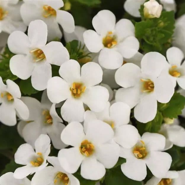 Bacopa Big Falls White