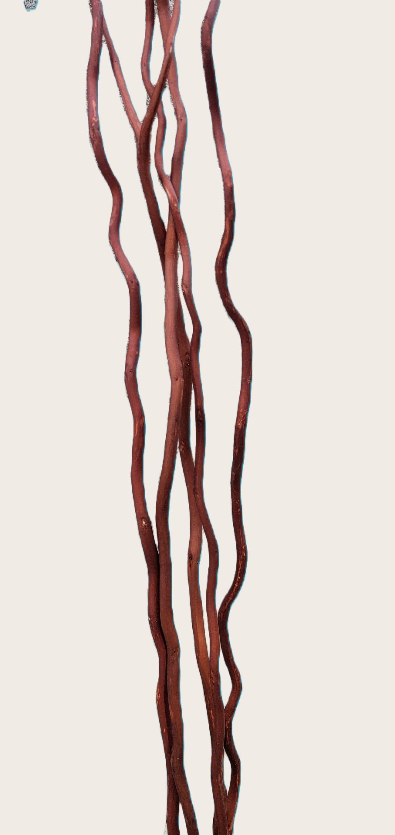 Kuwa Walnut 48"