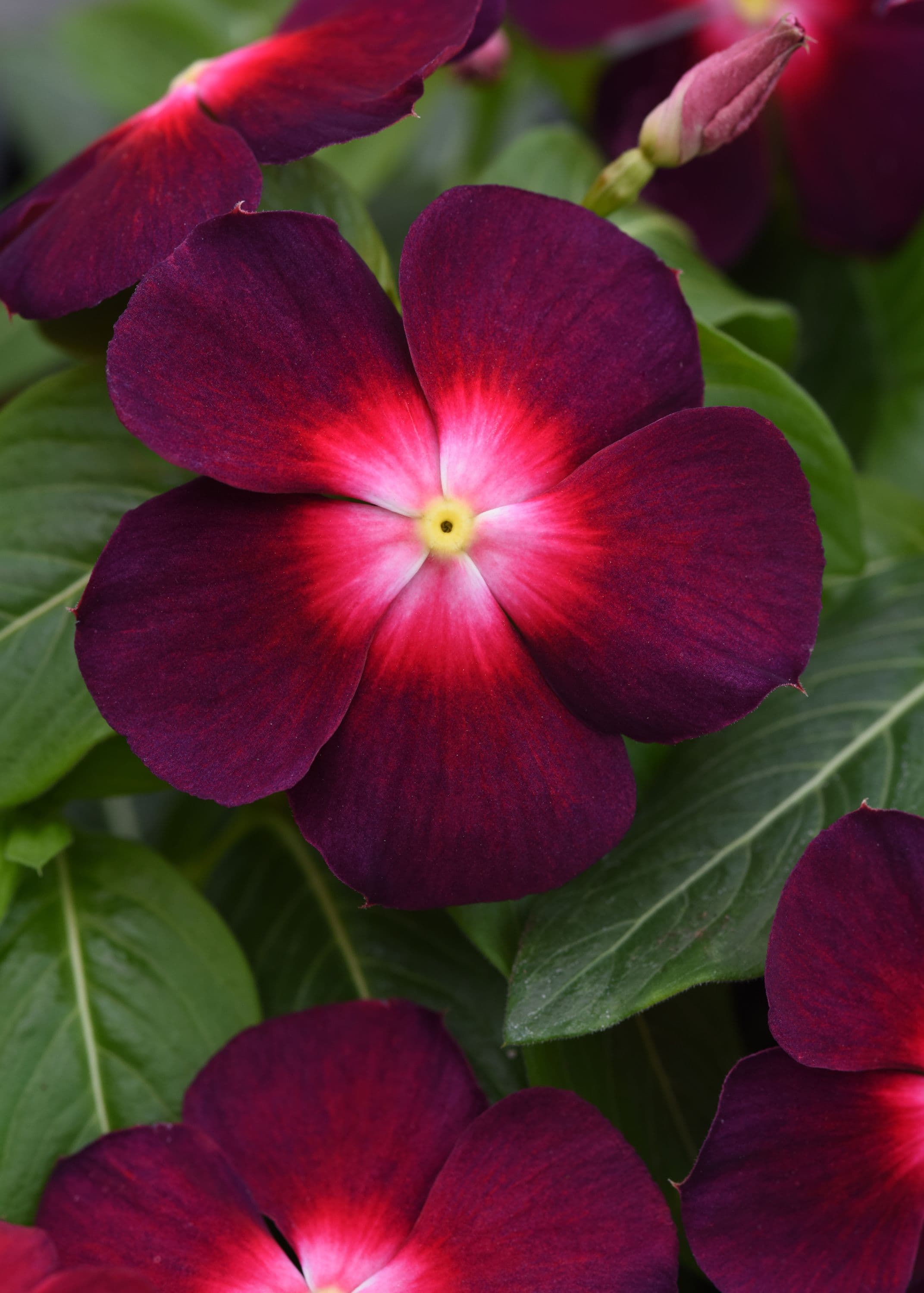Vinca Tattoo Boysenberry