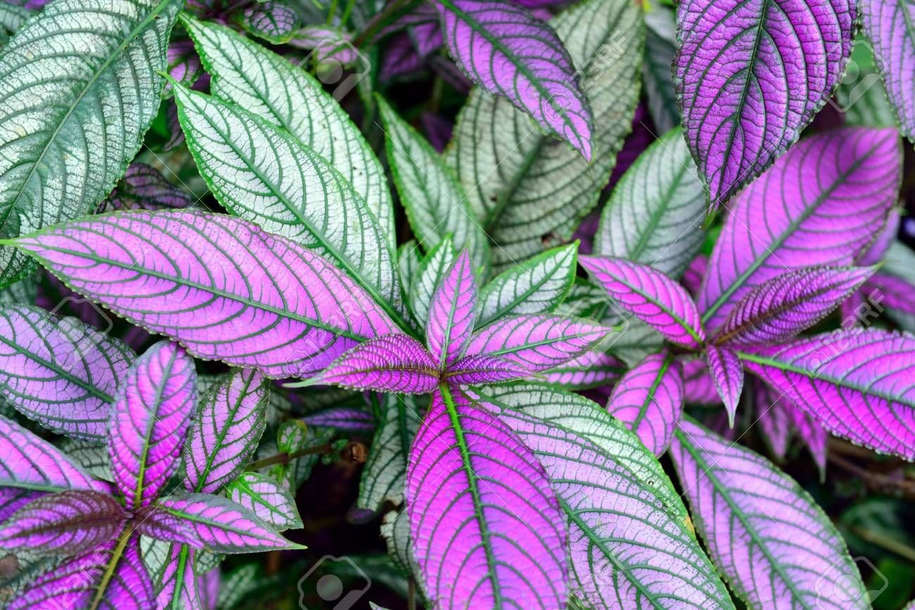 Strobilanthes Persian Shield