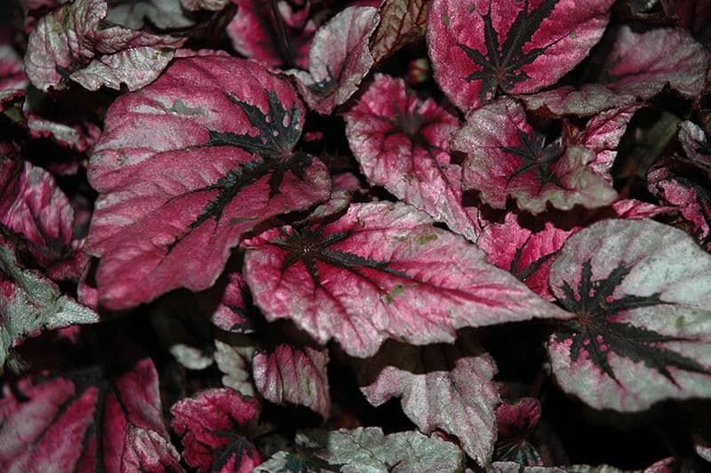 Begonia Rex Shadow King Pink