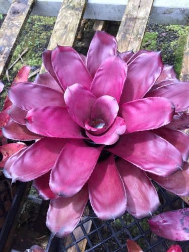 Bromeliad Neoregelia Purple