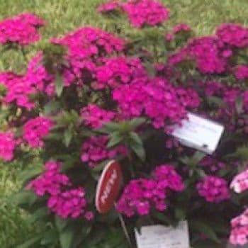 Dianthus Jolt Purple