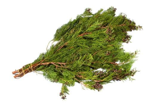 Cedar Blue Coned Bunch