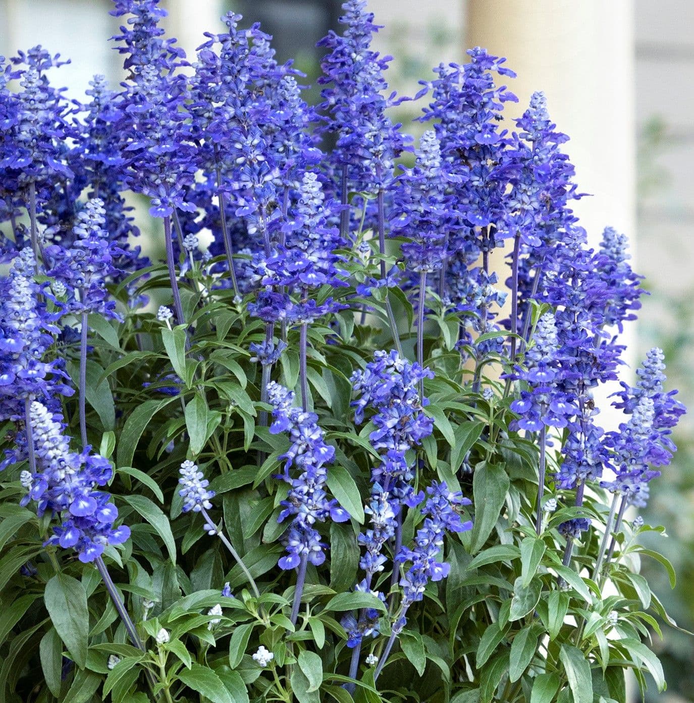 Salvia Sally Fun Deep Ocean Blue