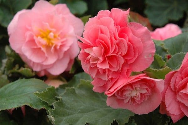 Begonia Non Stop Pink