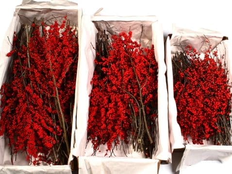 Winterberry Bulk 10 lb Box 18-24"