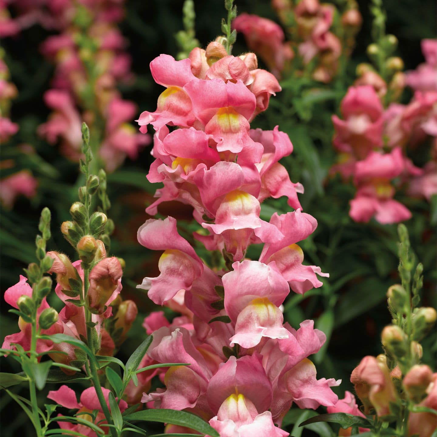 Snapdragon Snaptastic Pink