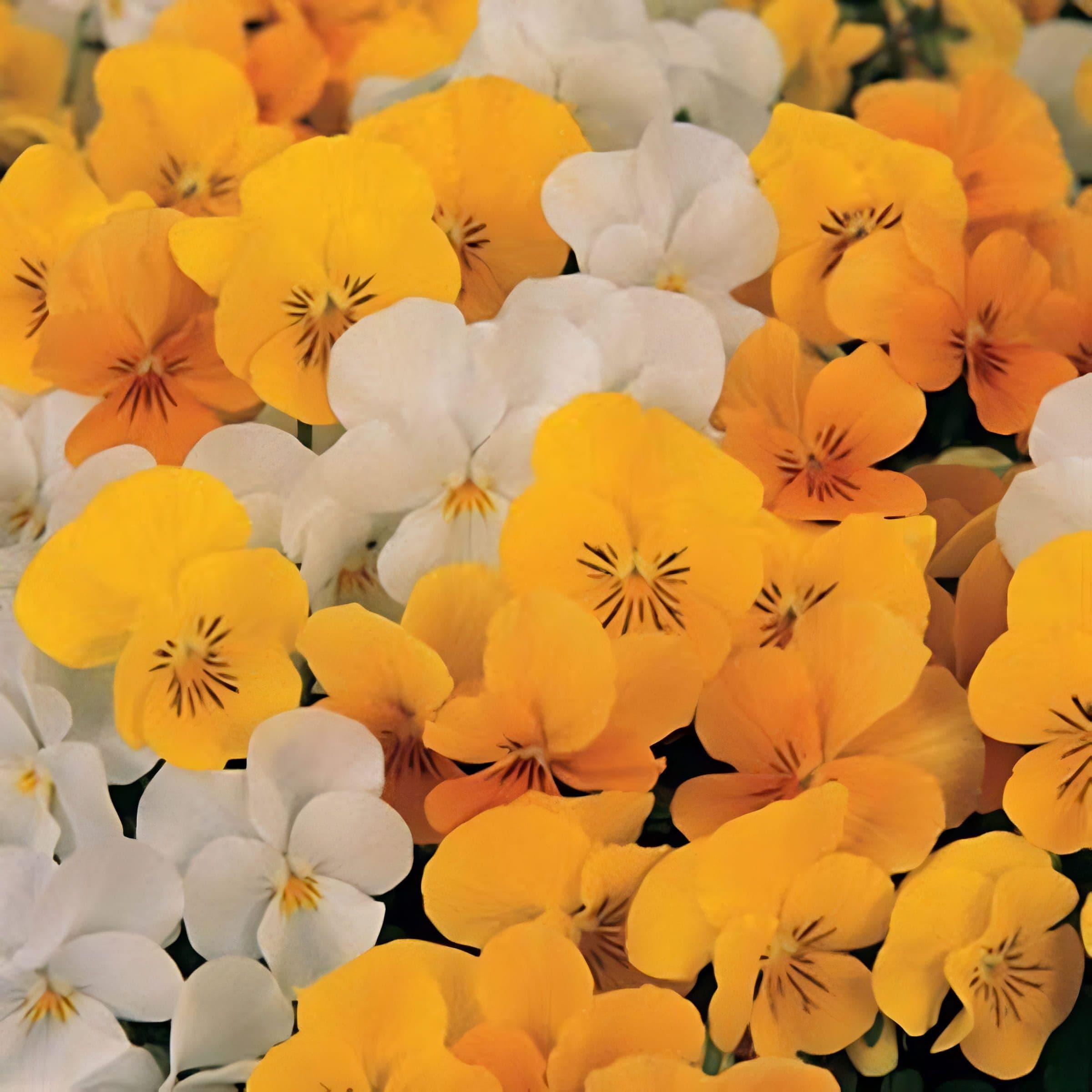 Viola Sorbet XP Citrus Mix