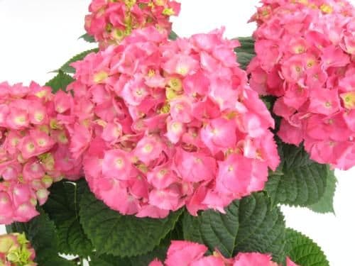 Hydrangea Pink Sensation