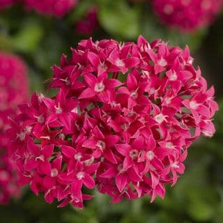Pentas Bee Bright Lipstick