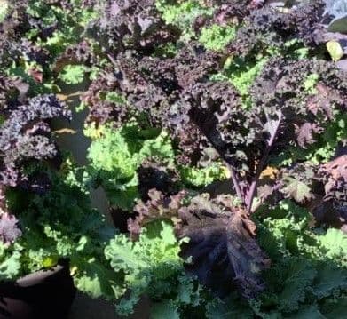 Kale Mixed Planter