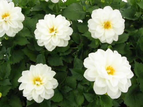 Dahlietta Blanca White