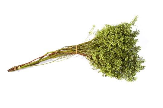 Eucalyptus Seeded Naked Bunch