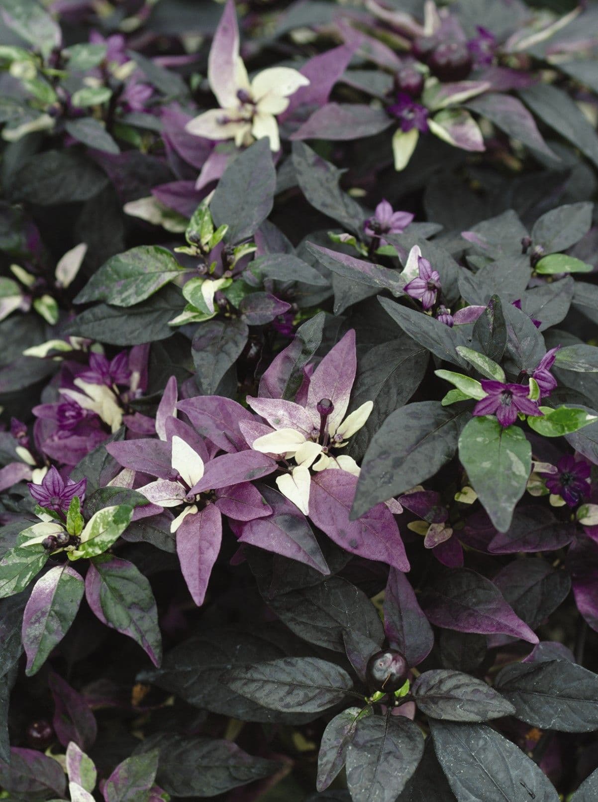 Pepper Purple Flash