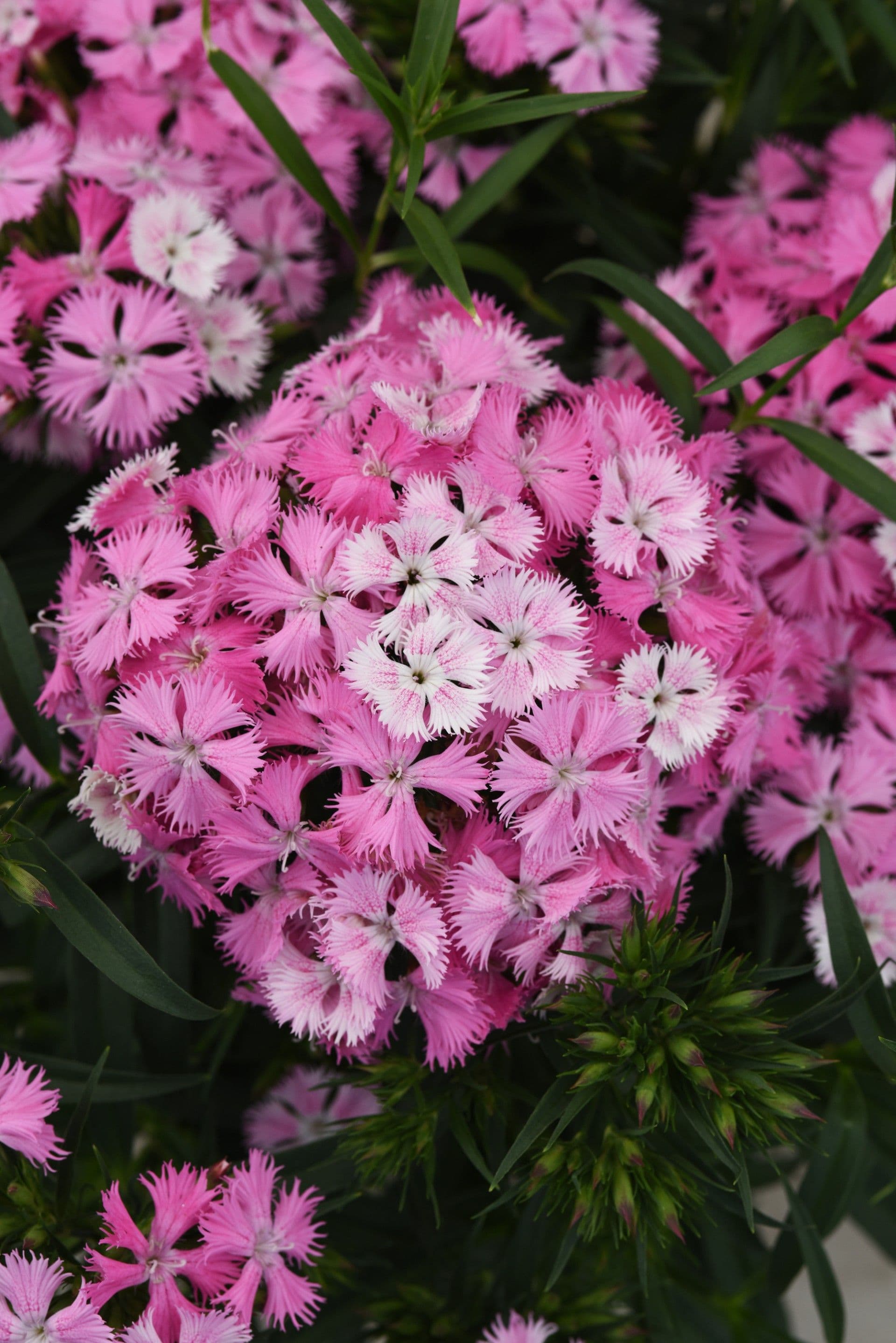 Dianthus Rockin' Pink Magic