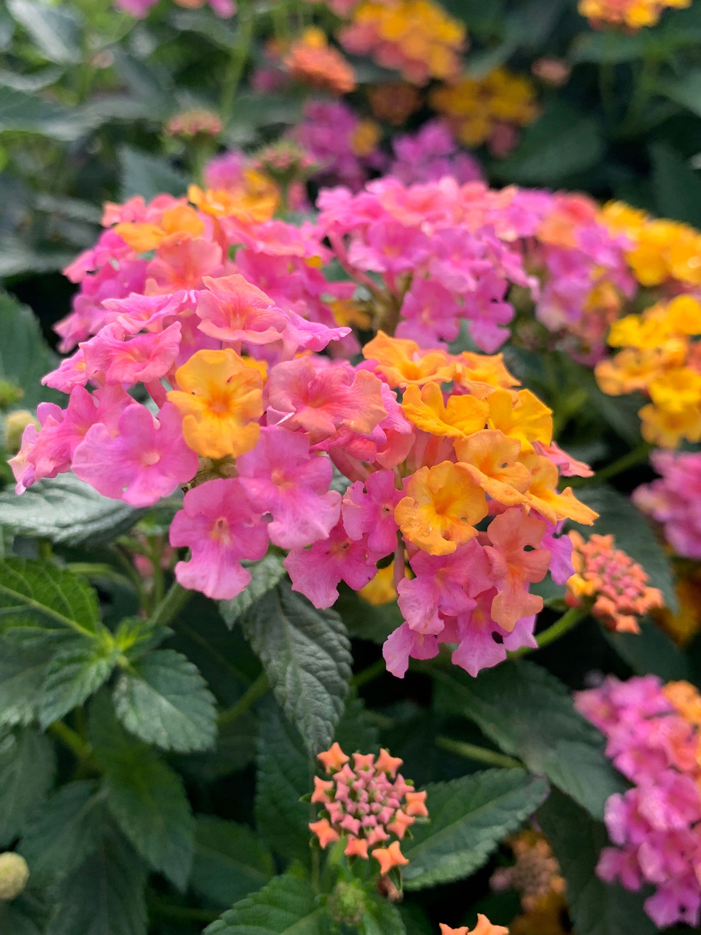 Lantana Shamrock Rose Gold