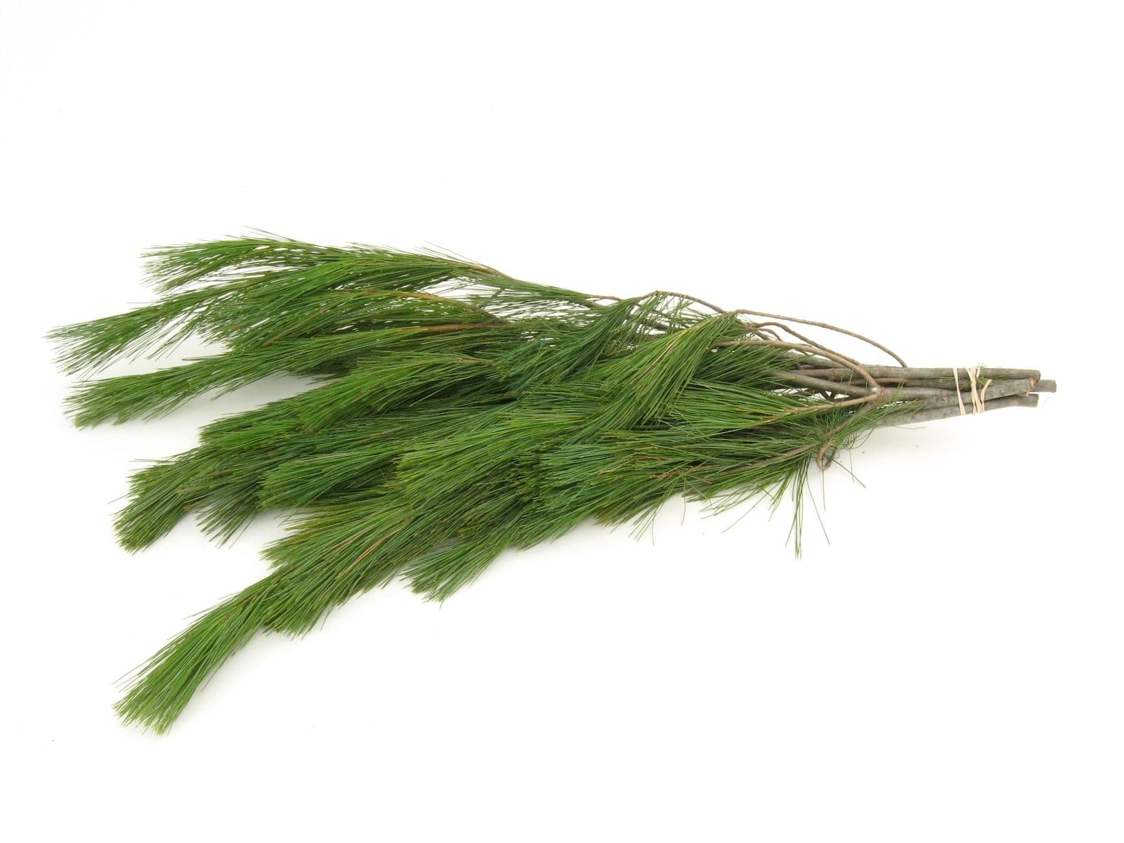 White Pine Tips Bunch