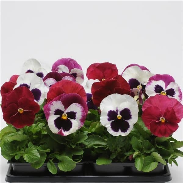 Pansy Matrix Raspberry Sundae Mix