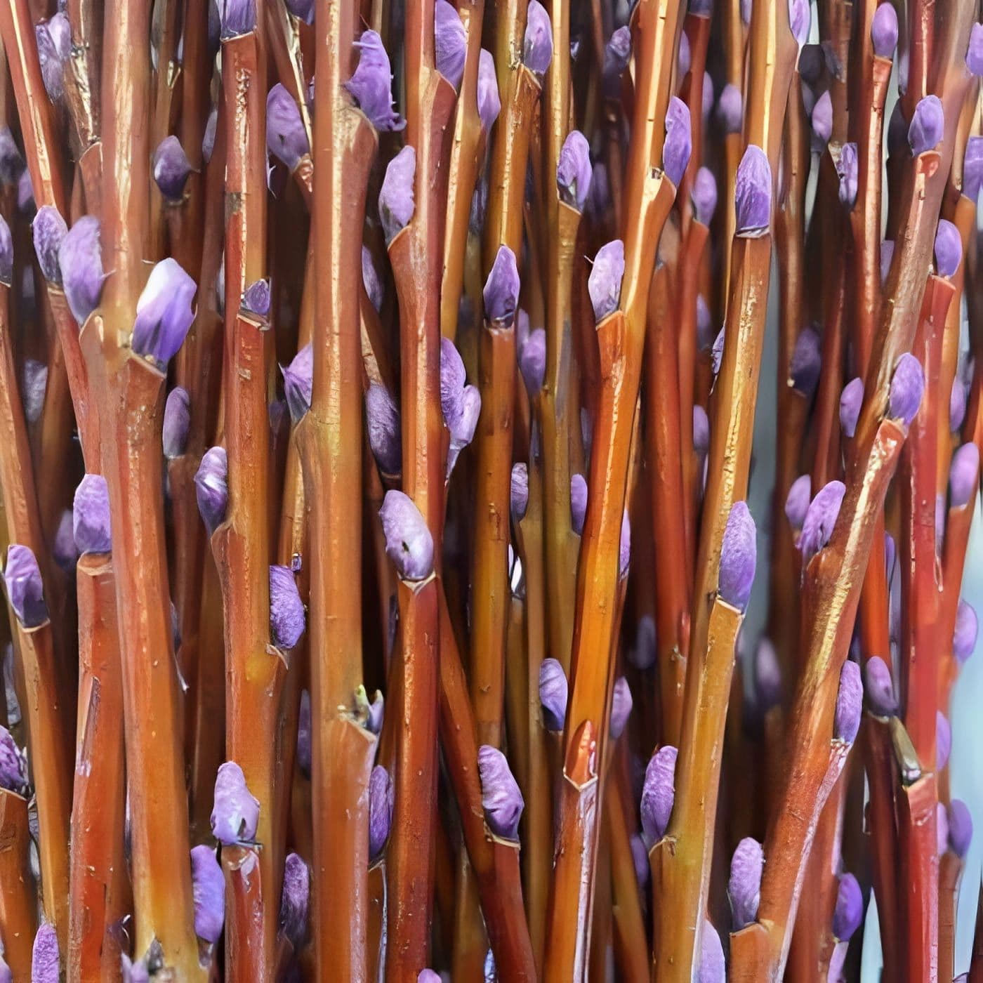 Pussy Willow Tint 36" - Purple