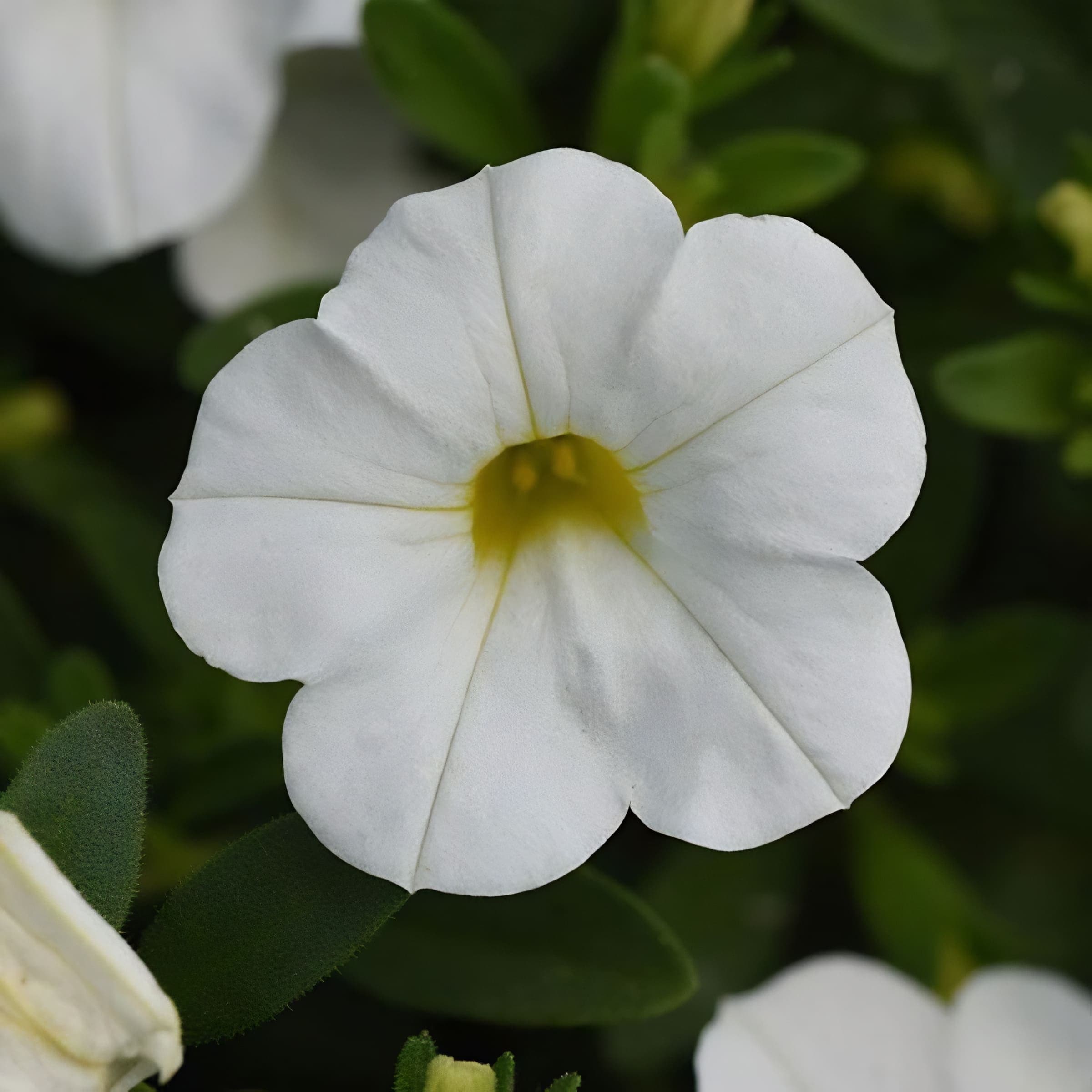 Calibrachoa MF Uno White