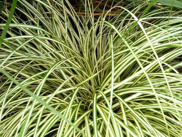 Carex O'Shea Evergold