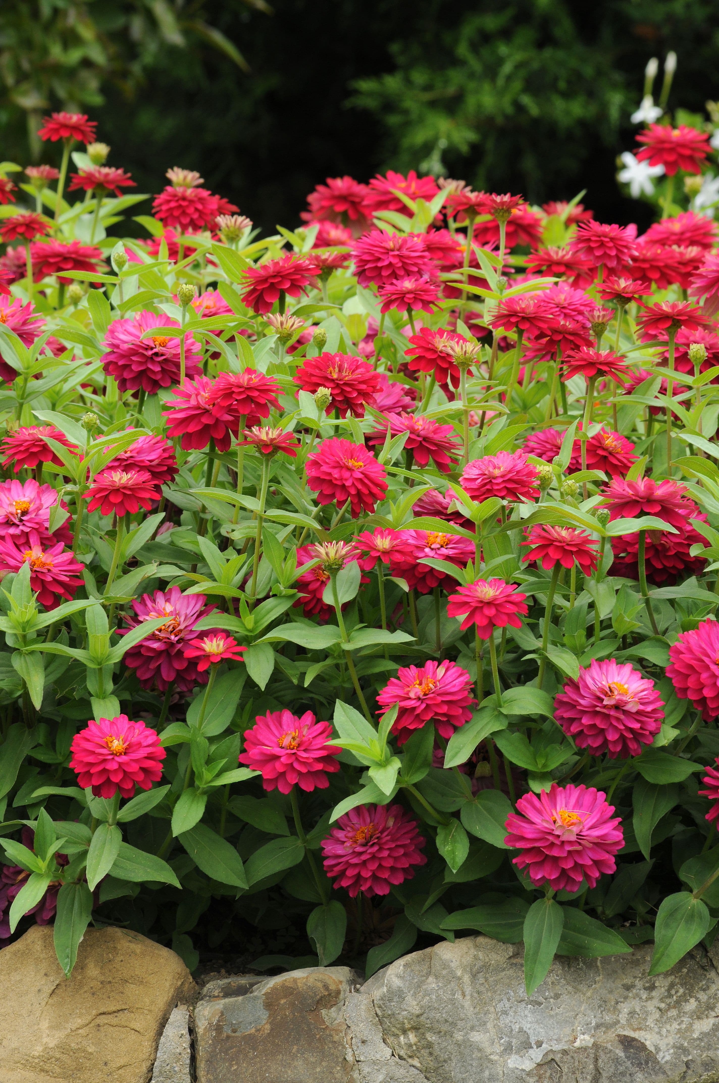 Zinnia Zahara Double Cherry