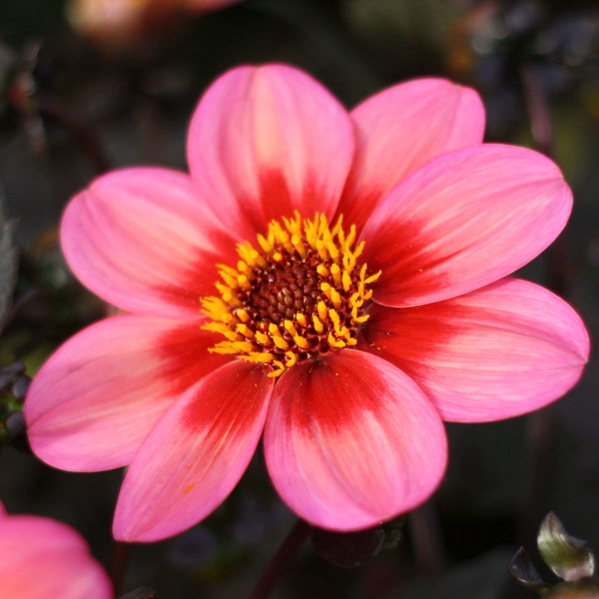 Dahlia Dahlegria Tricolor