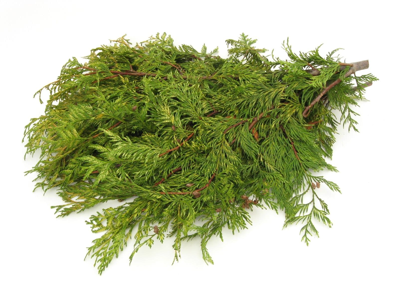 Cedar Variegated Bunch