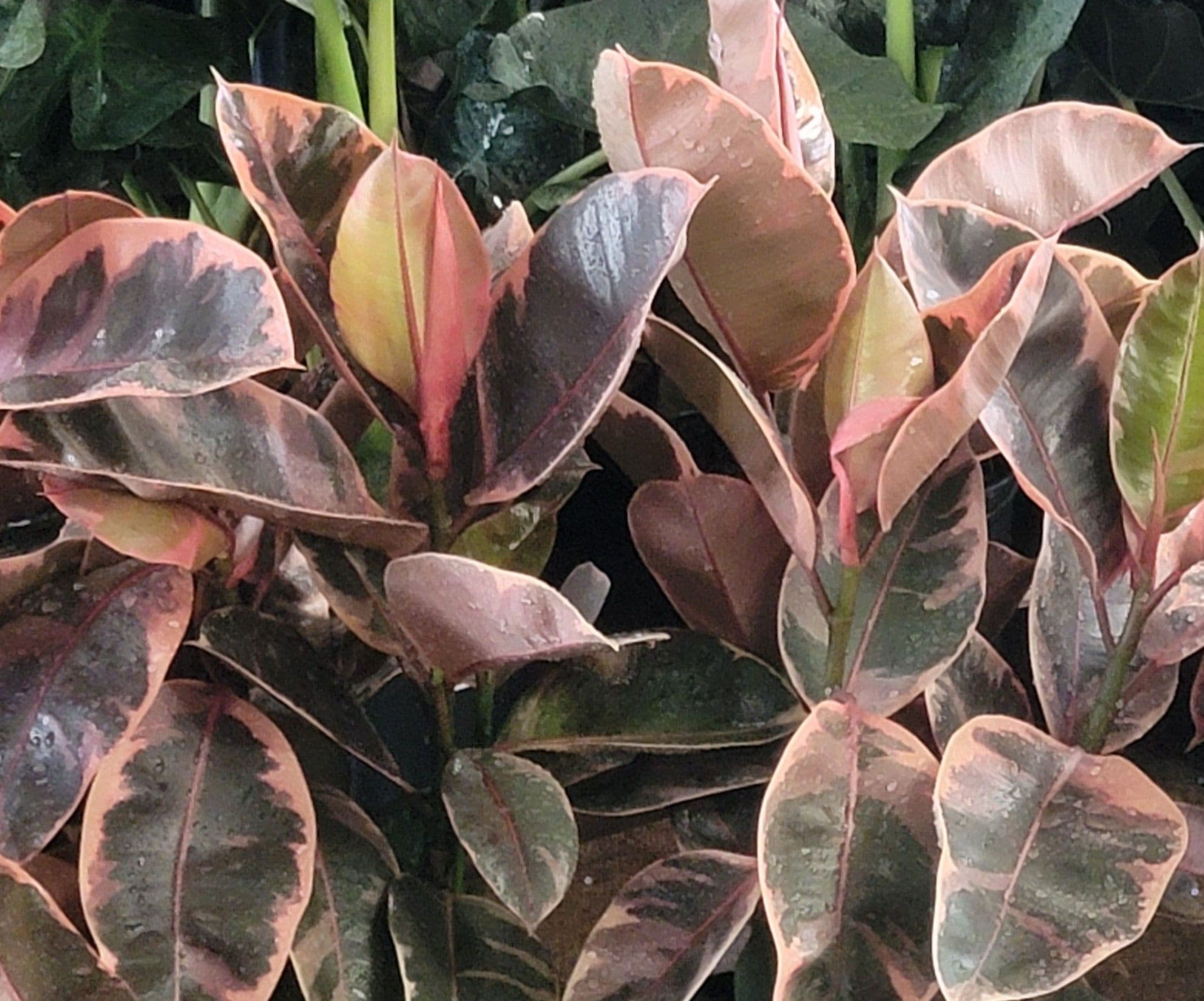 Ficus Ruby
