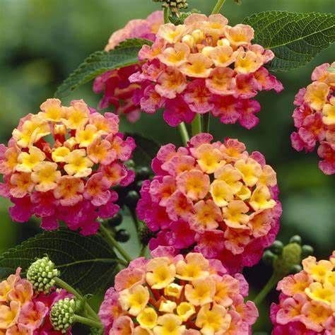 Lantana Passionfruit