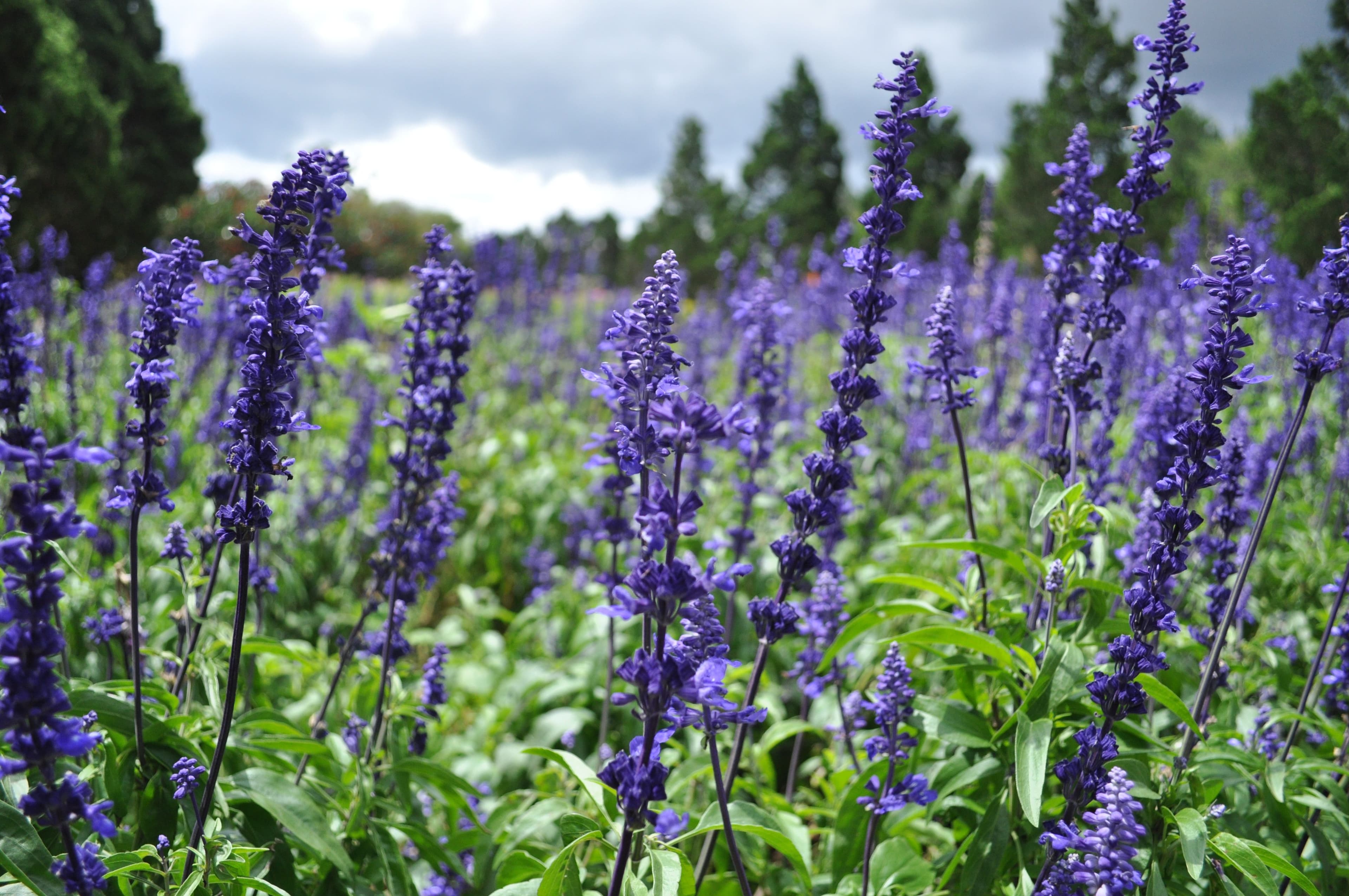 Salvia Victoria Blue