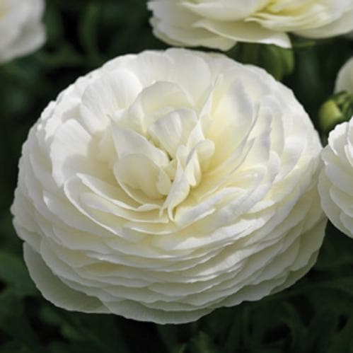 Ranunculus Sprinkles White