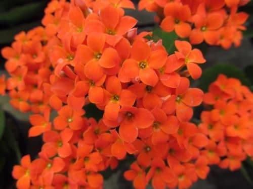 Kalanchoe Orange